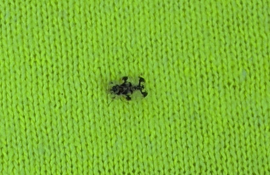 Ant (likely pavement or garden ant)