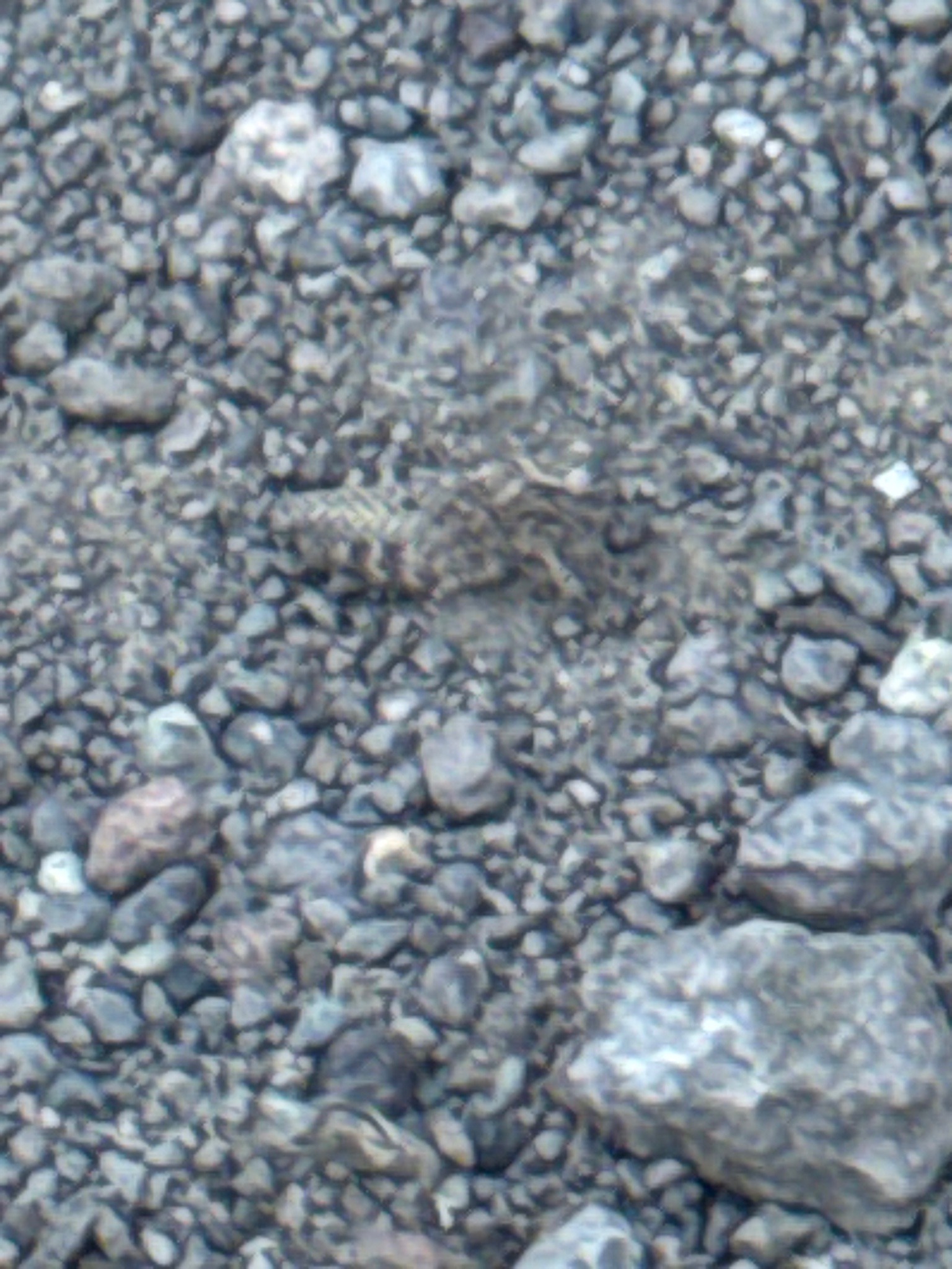 Antlion (Larva)