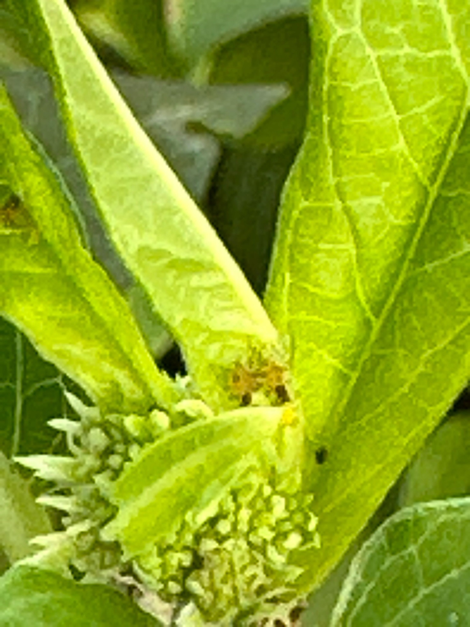 Aphid