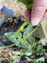 Aphid (likely oleander aphid)