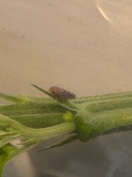 Aphid (likely potato aphid)