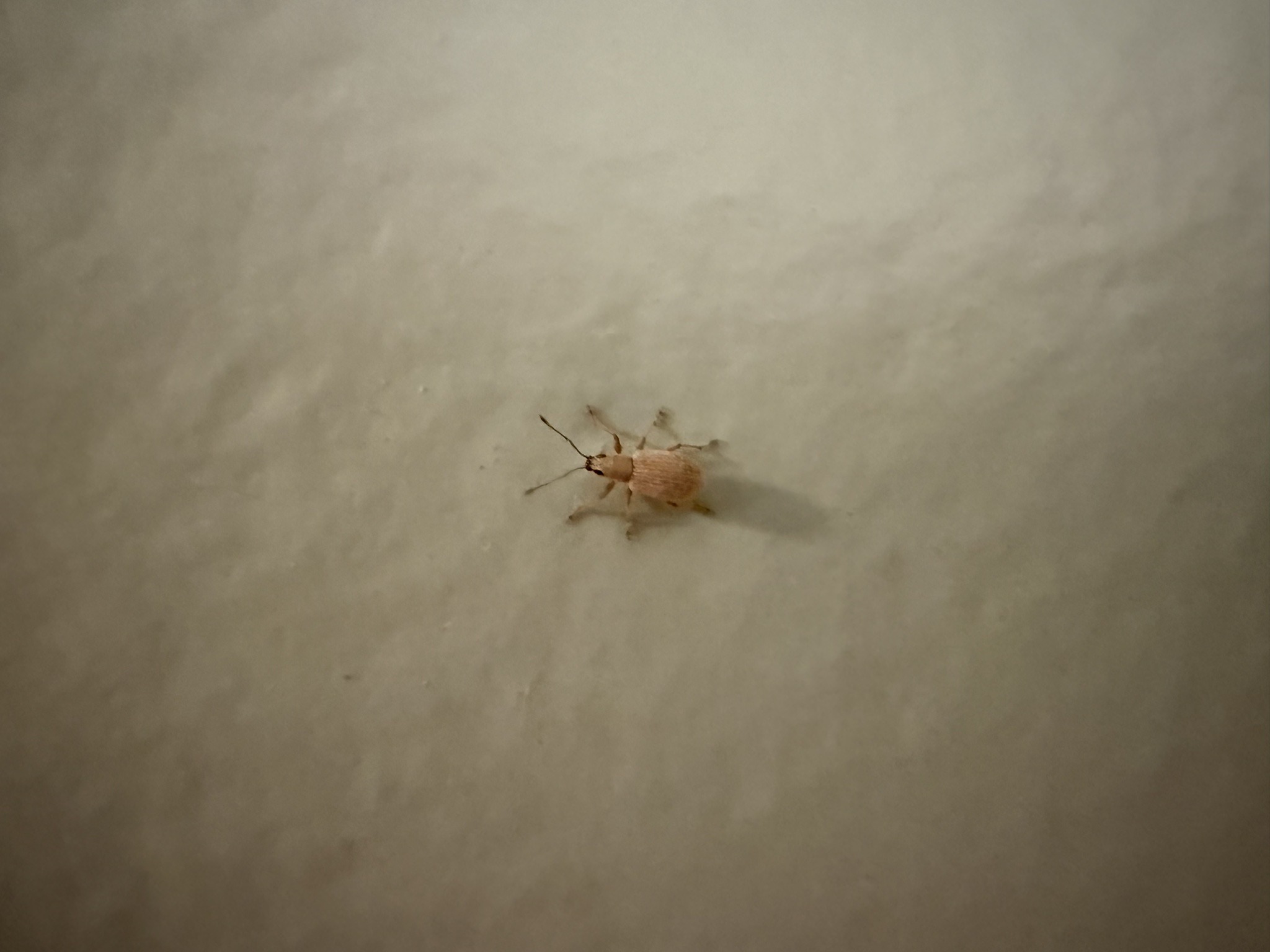 Aphid (likely wingless plant louse)
