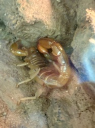 Arizona Bark Scorpion