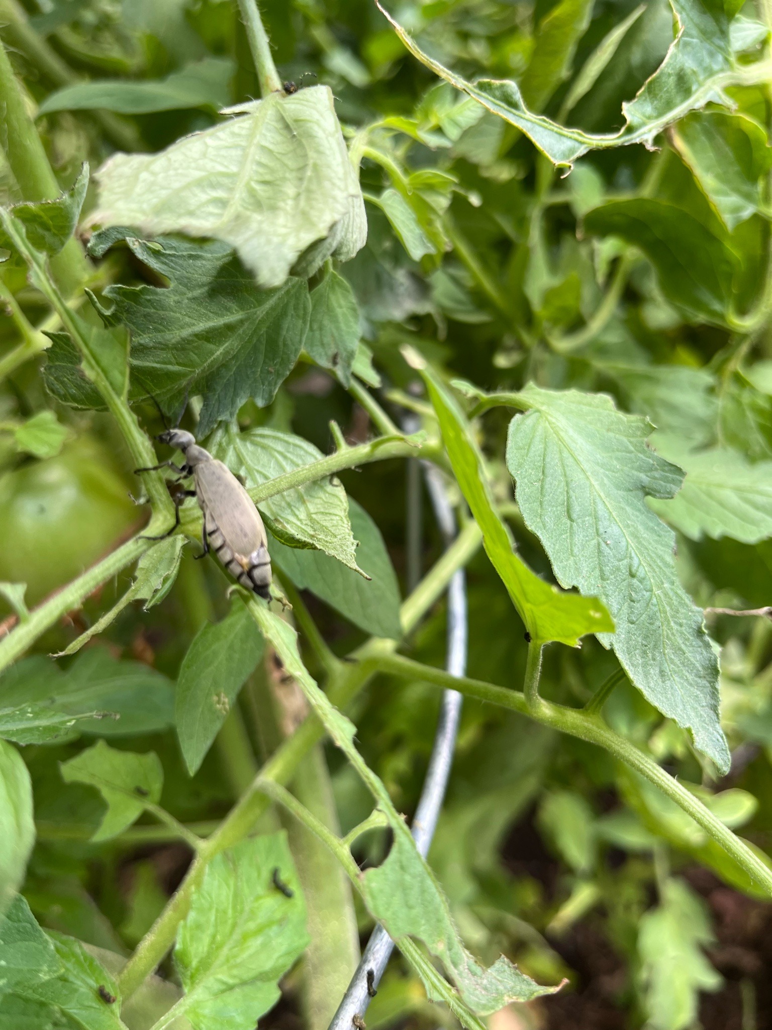 Ash-gray Blister Beetle