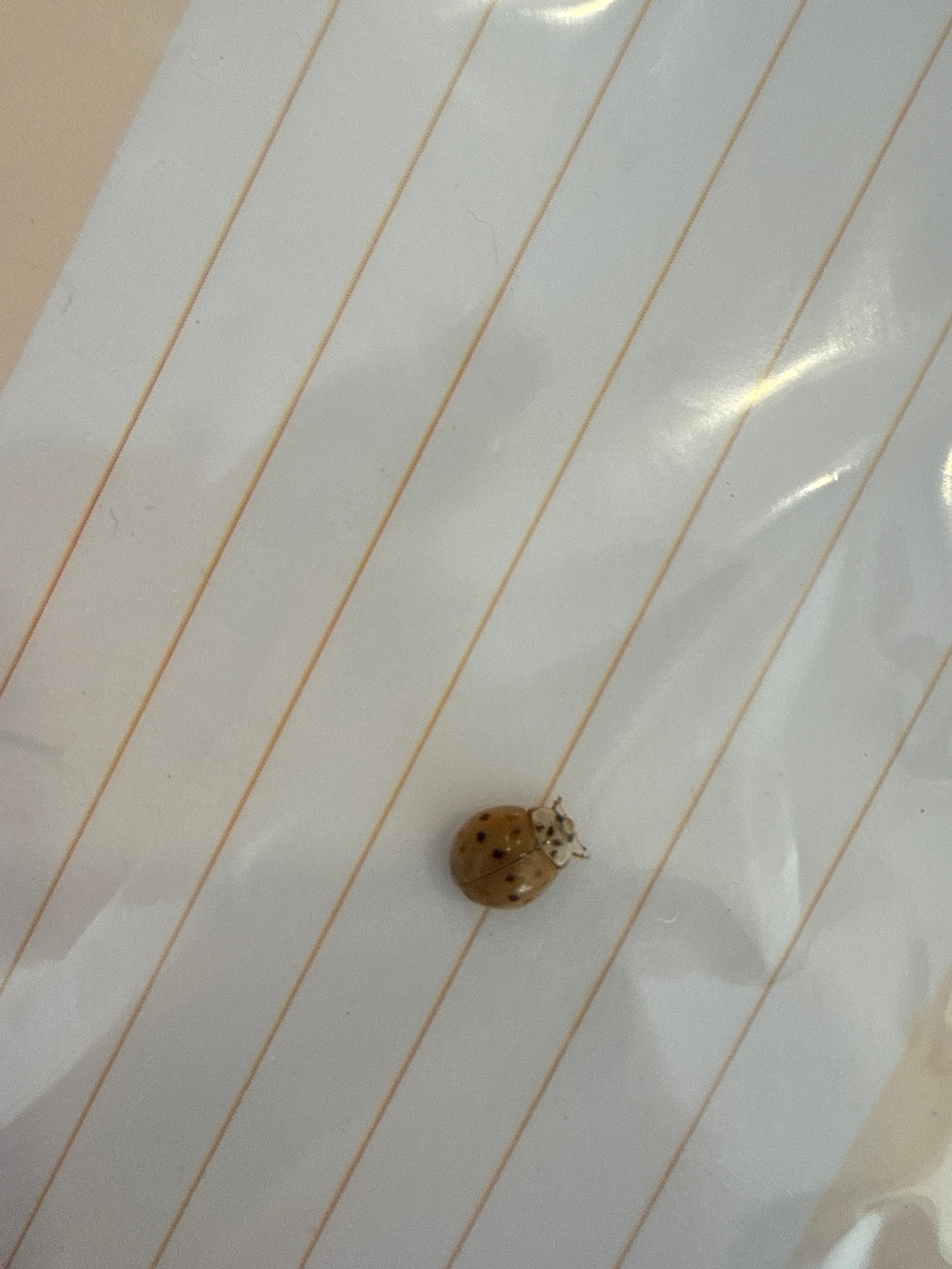 Asian lady beetle (multicolored Asian lady beetle)