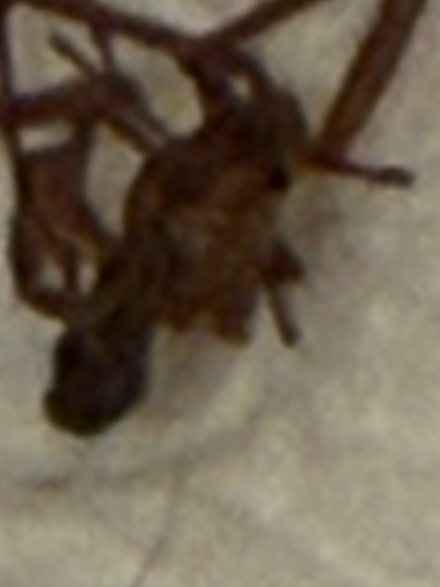 Assassin bug (likely wheel bug nymph)