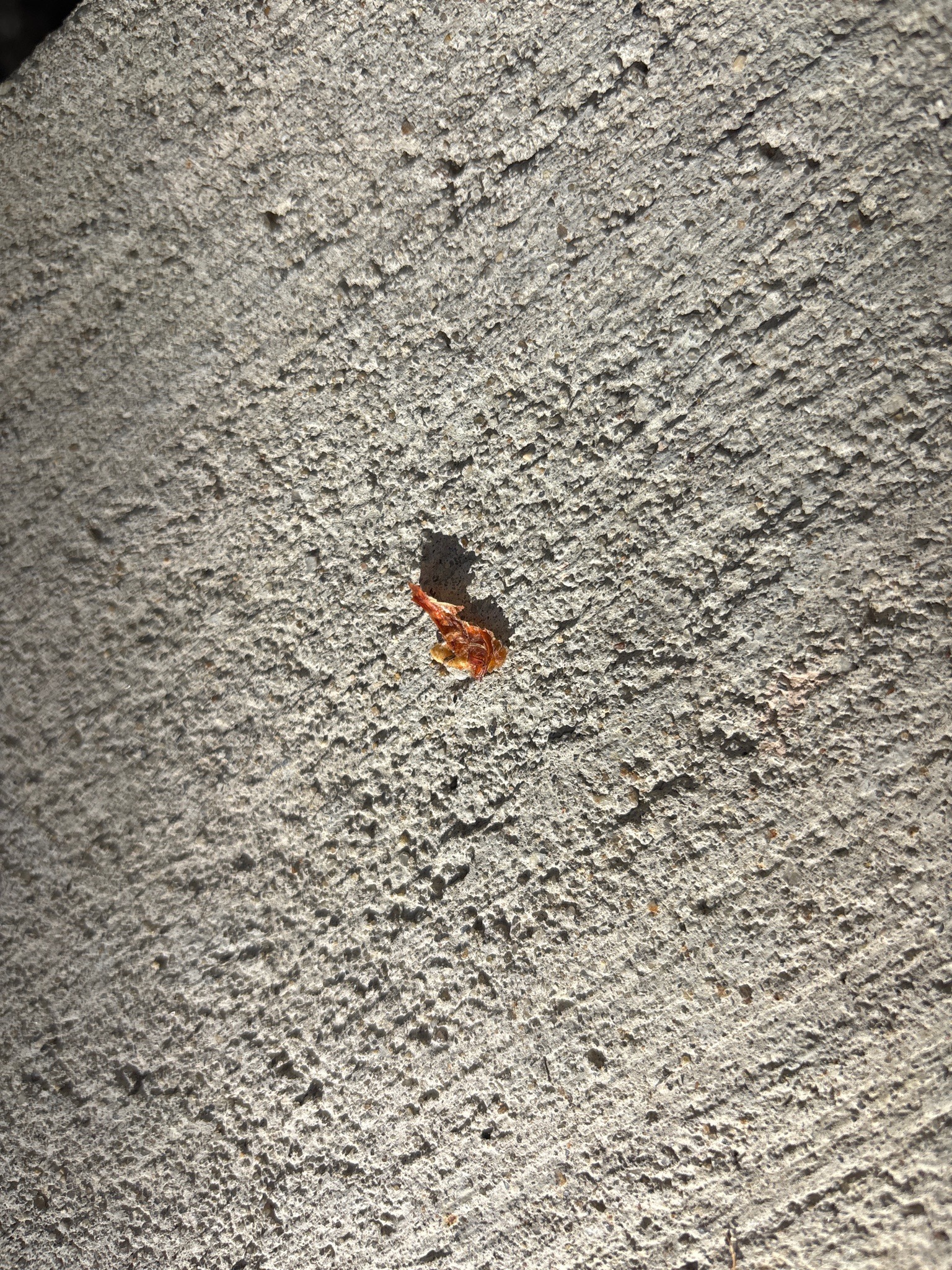 Assassin bug nymph (likely a wheel bug nymph)