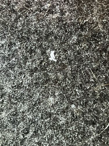 Indian meal moth (Adult)