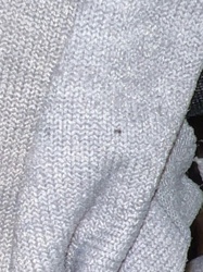 Carpet Beetle (likely Black Carpet Beetle)