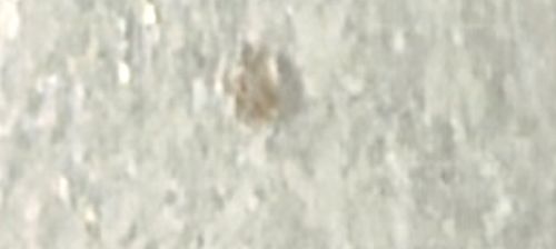 Book louse (or Booklice)