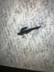 Fungus Gnat (Larva)