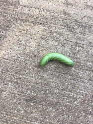 Tobacco Hornworm (larva)