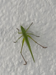 Katydid