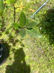 Citrus Leafminer