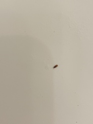 Sawtoothed Grain Beetle