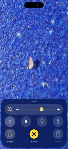 Booklouse