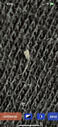 Carpet beetle larva (likely Black Carpet Beetle or Varied Carpet Beetle)