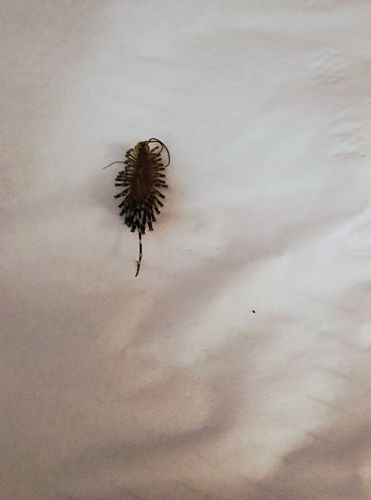 House Centipede