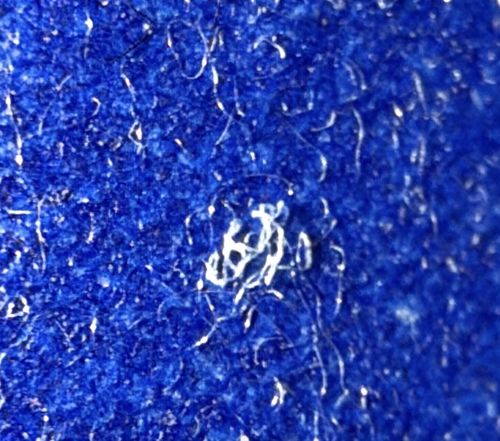 Common Cloth Moth (Larva/Fiber residues)