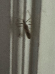 Midge
