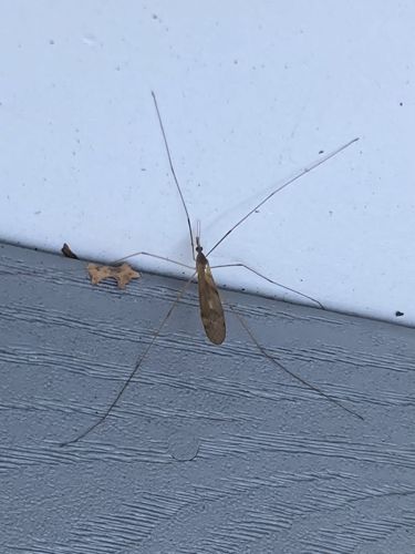 Crane Fly