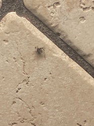 Jumping Spider