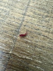 Bloodworm (Chironomid Larva)