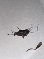 Cricket