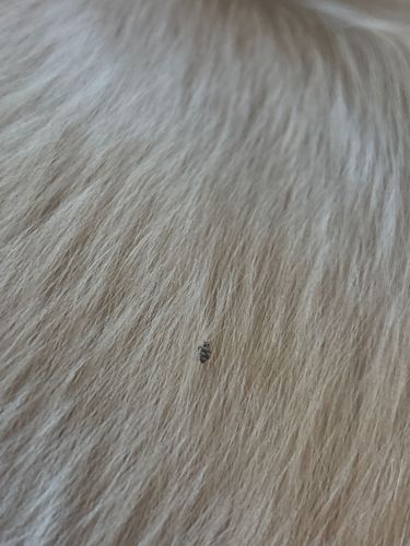 Varied Carpet Beetle