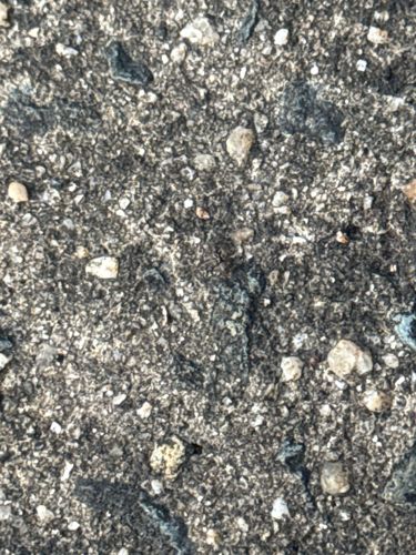 N/A - No insect visible