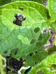 Potato Leaf Beetle Larva
