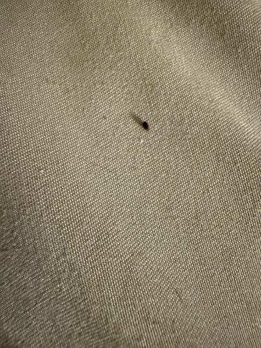Black Carpet Beetle