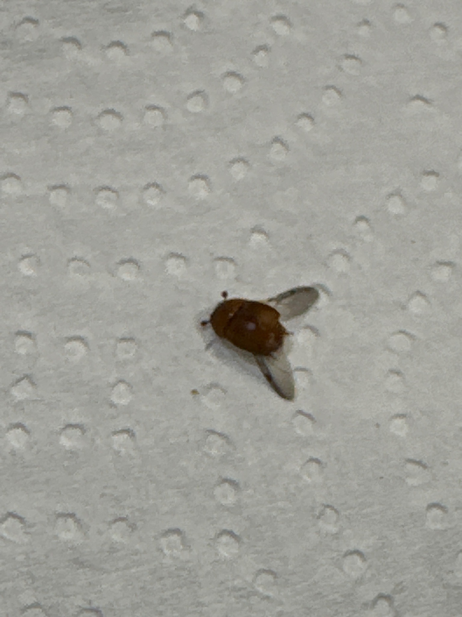 Cigarette Beetle