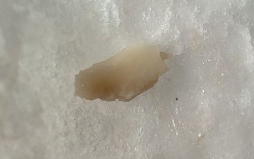 Not a Bug (Inanimate Object / Mineral)