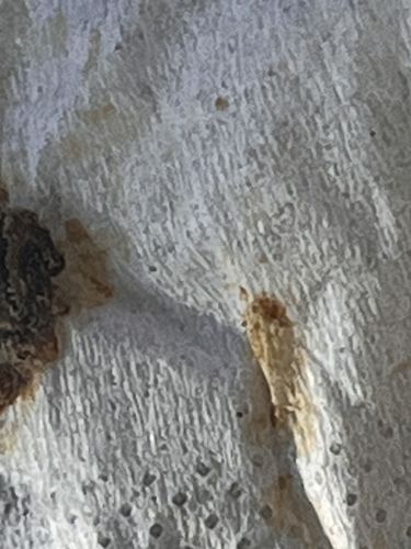 Bed Bug (Crushed)