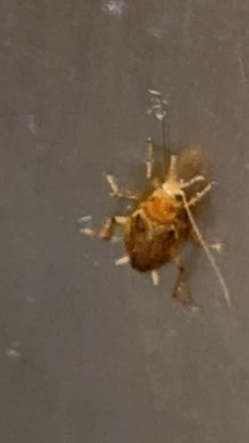 Cockroach (likely German or American Cockroach based on appearance and common indoor presence)