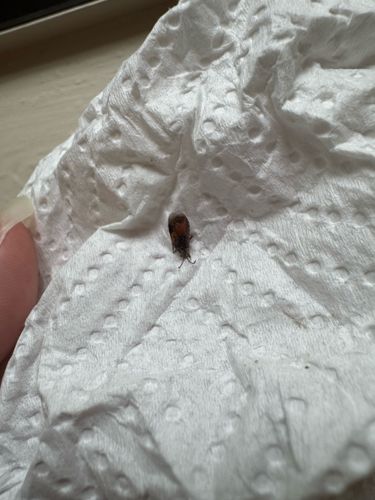 Sawtoothed Grain Beetle