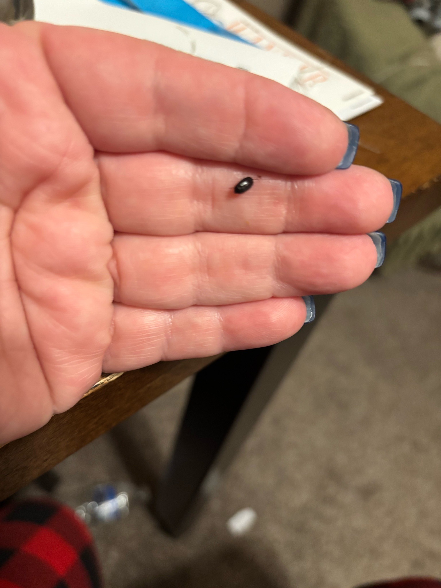 Black Carpet Beetle