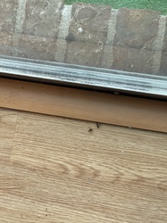 Carpenter Ant (Winged Swarmer)