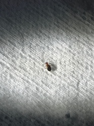 Sawtoothed Grain Beetle