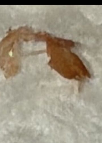 Striped Bark Scorpion