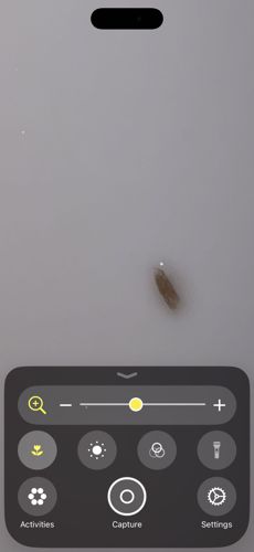 Case-bearing clothes moth (larva)