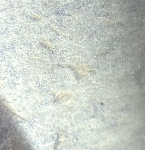 Booklouse (or Psocid)