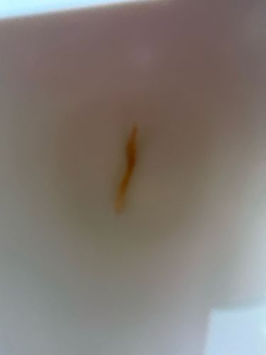 Drain Fly Larva (or Moth Fly Larva)