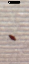 Carpet Beetle (though the image is blurry, it strongly resembles a varied carpet beetle larva)