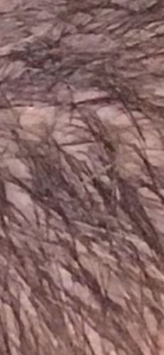 Pharaoh Ant