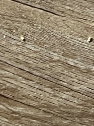 Sawdust or Wood Debris