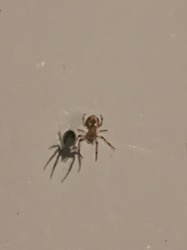 Ant Mimic Spider and a Small Orb Weaver/Linyphiid Spider