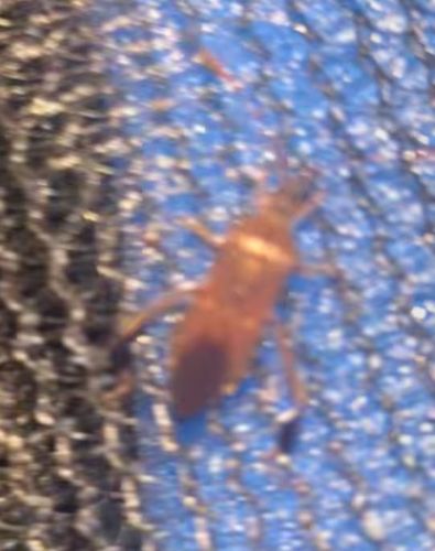 Assassin Bug (likely a nymph)