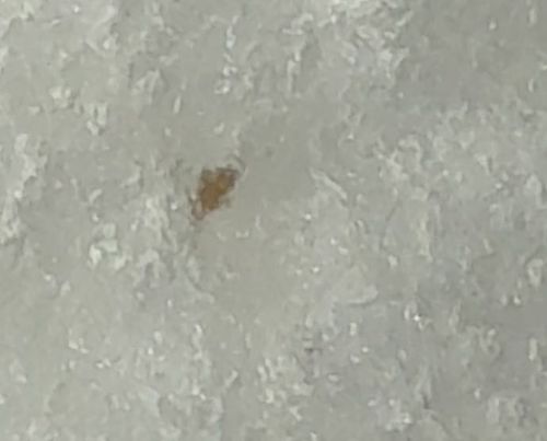 Booklouse (or Psocid)